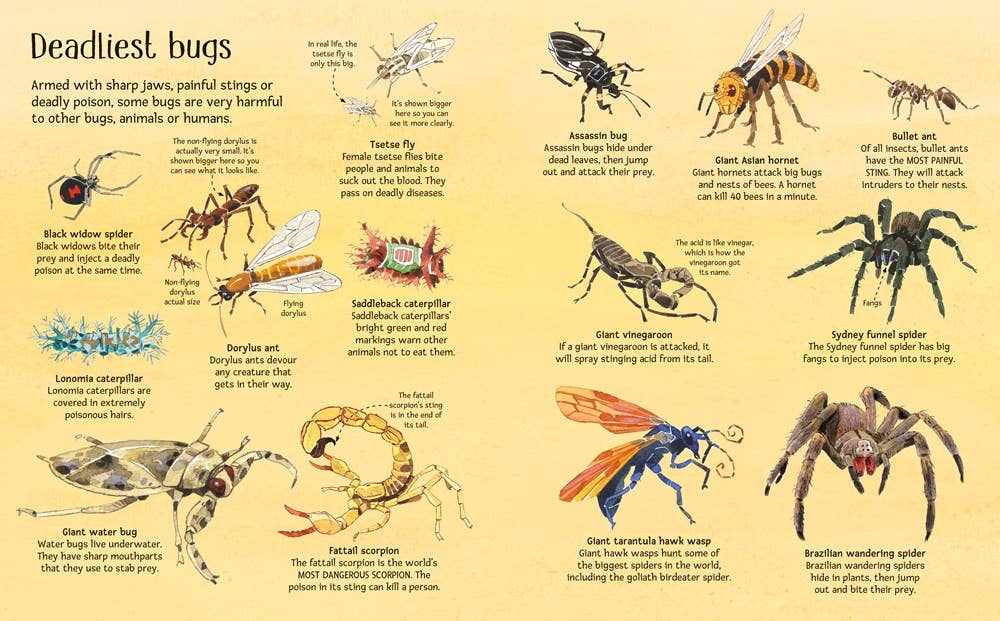 Big Book of Big Bugs